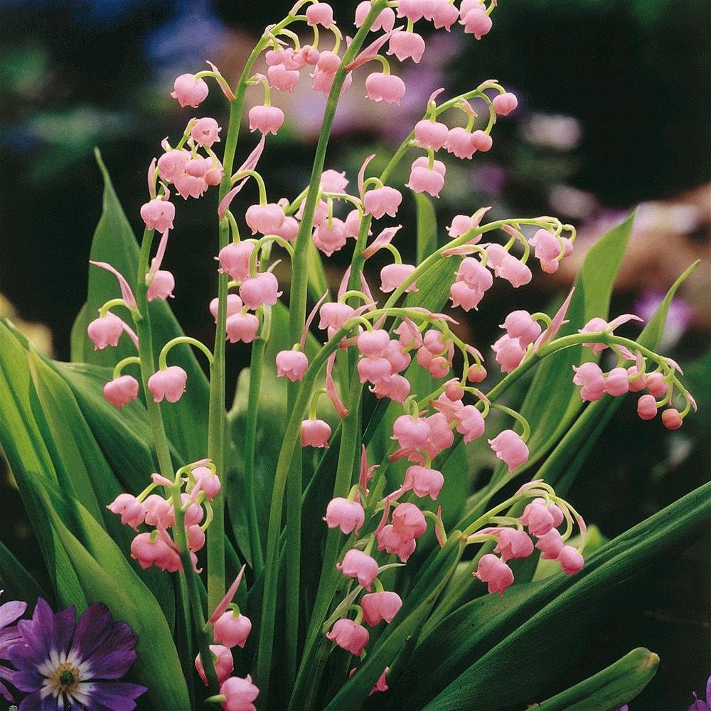 Votaniki Pink Lily of the Valley