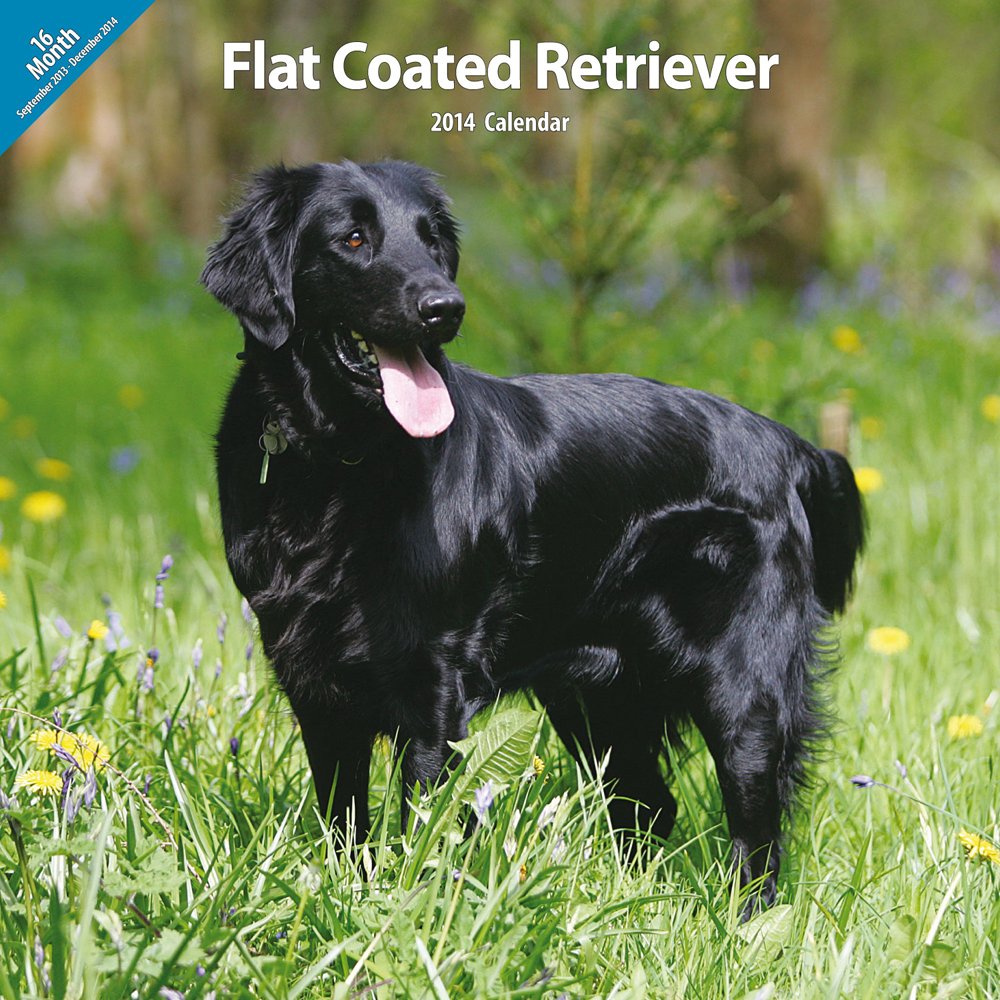 Magnet & Steel Flatcoated Retriever Traditional 2014 Wall Calendar