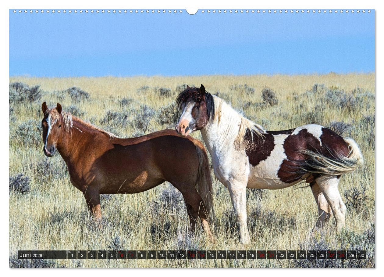 Pferde - wild und ungezähmt (Wandkalender 2026 DIN A2 quer), CALVENDO Monatskalender: Traumhafte Bilder frei lebender Pferderassen in ursprünglichen Naturlandschaften (CALVENDO Tiere)