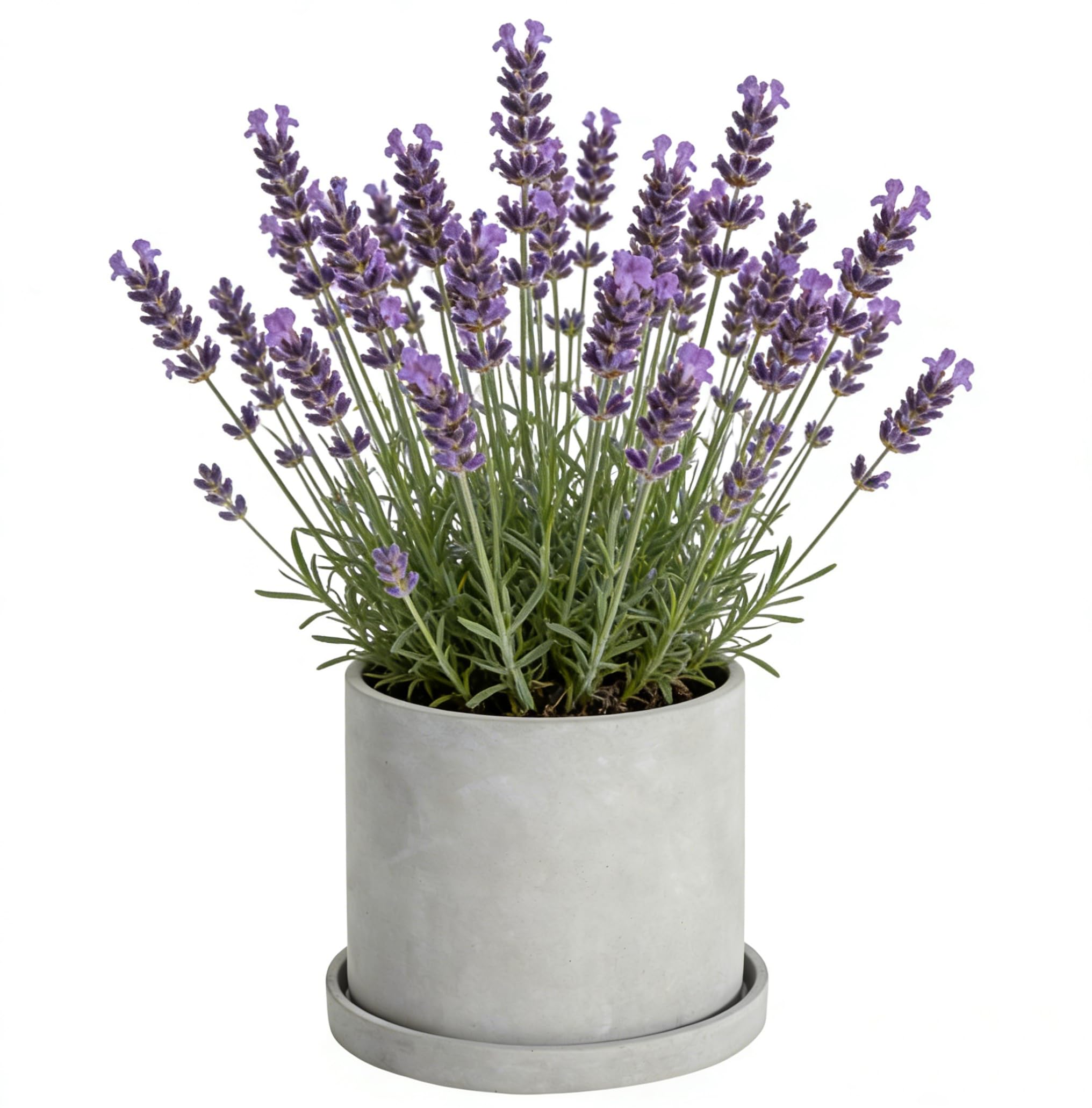 Ekirlin 7 Inch Cement Planter with Tray