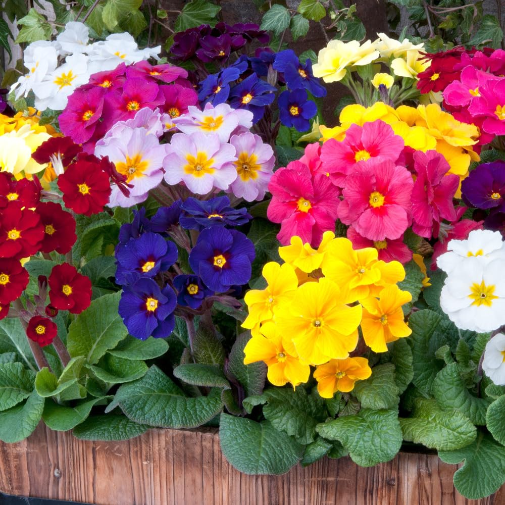Bedwen Primrose 'Stella Mix' Small Plug Plant x 6 – Winter to Spring Flowering Perennial Polyanthus for Pots, Borders & Reliable Early‑Season Colour