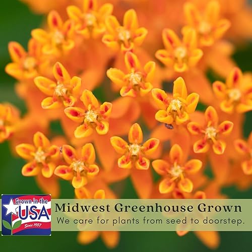 Miniatura 4 de Clovers Garden Asclepias Tuberosa (algodoncillo mariposa) - Dos (2) plantas vivas - Sin OMG - Sin semillas - Cada una de 4 a 8 pulgadas de alto