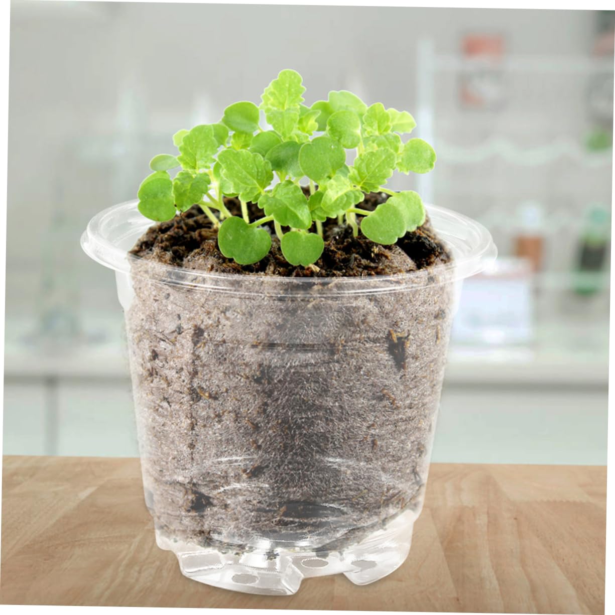 TOYANDONA Lot de 10 Sets de Petits Pots de Fleurs avec Couvercle Trous de Drainage Ajustement Température Humidité Jardinage Intérieur Extérieur