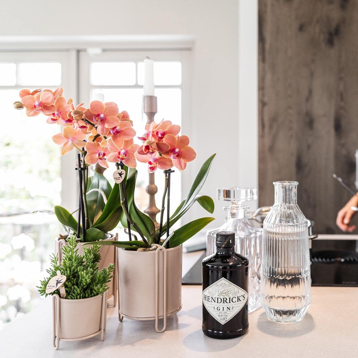 Kolibri Orchids | COMBI DEAL von 2 orange Phalaenopsis Orchideen - Bozen - Topfgröße Ø9cm blühende Zimmerpflanze - frisch vom Züchter