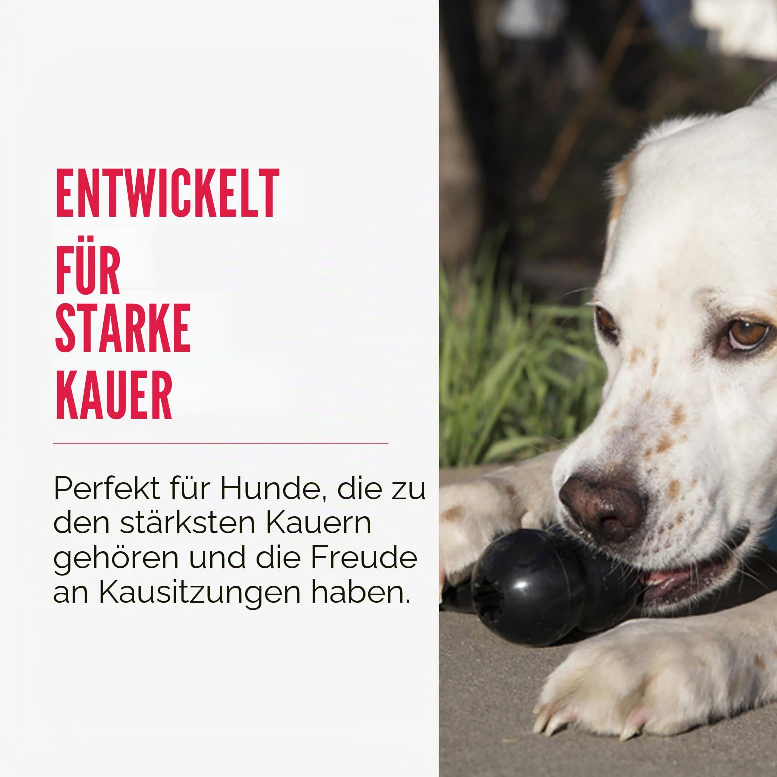 KONG Extreme Goodie Bone - Langlebiger Hundeknochen aus Naturkautschuk für Hunde mit starkem Biss - Für Große Hunde - Schwarz