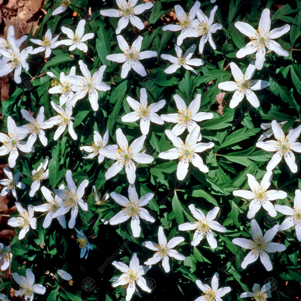 Gardeners Dream Anemonen Zwiebeln 'Nemorosa' (200 Stk.) - Buschwindröschen Bodendecker Winterhart Mehrjährig - Blumenzwiebeln Frühling Rhizome Ideal als Balkon Pflanzen, Garten Pflanzen usw.