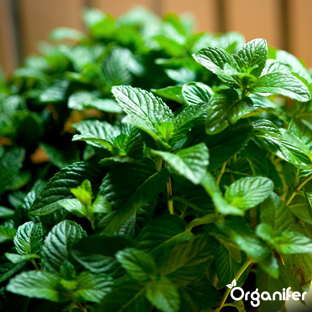 Flüssigdünger Für Pfefferminze 2L – Organischer Dünger Für Kräftiges Wachstum Und Aromatische Blätter – Fördert Wurzeln Und Widerstandskraft – Organifer