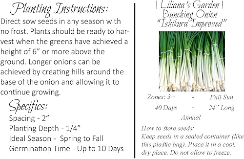 Miniatura 2 de Semillas de cebolla agrupadas de rápido crecimiento - "Ishikura Improved" - Liliana's Garden - Semillas tradicionales cultivadas en Estados Unidos