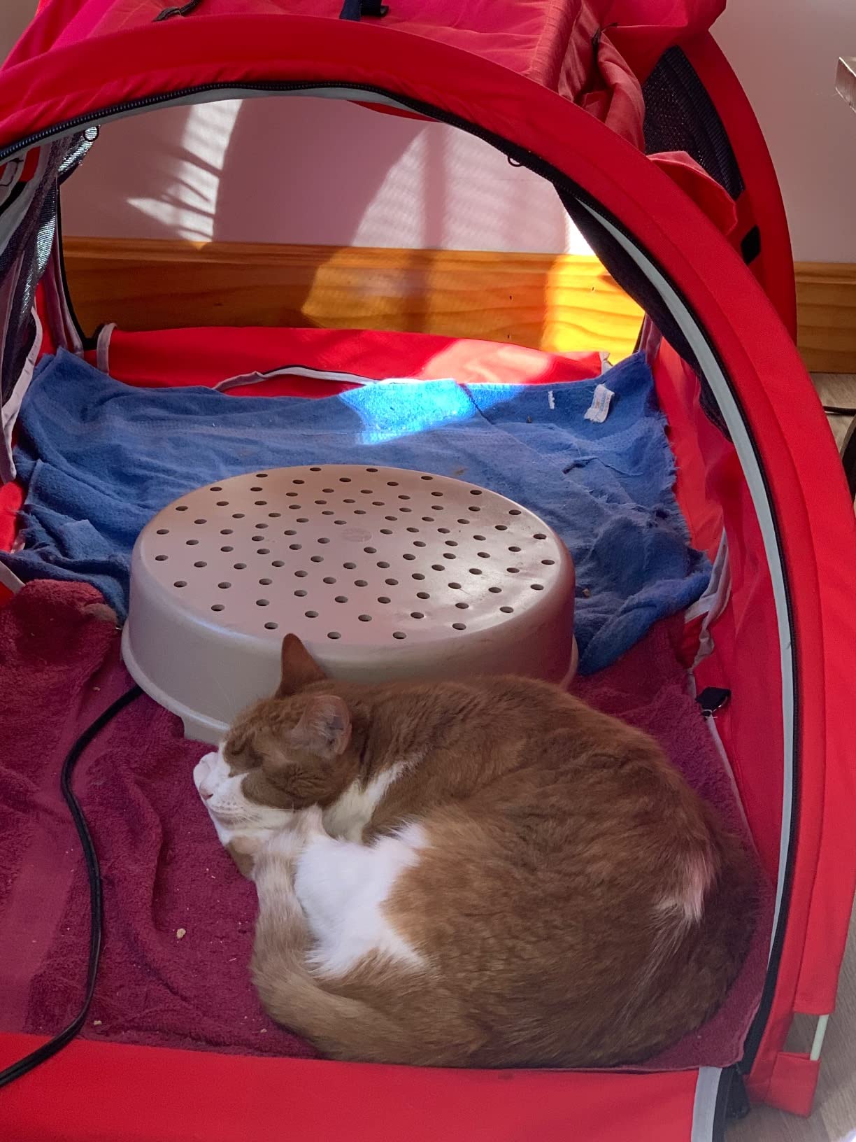 Dog Crate Mispace Portable Twin Compartment Show House Cat Cage