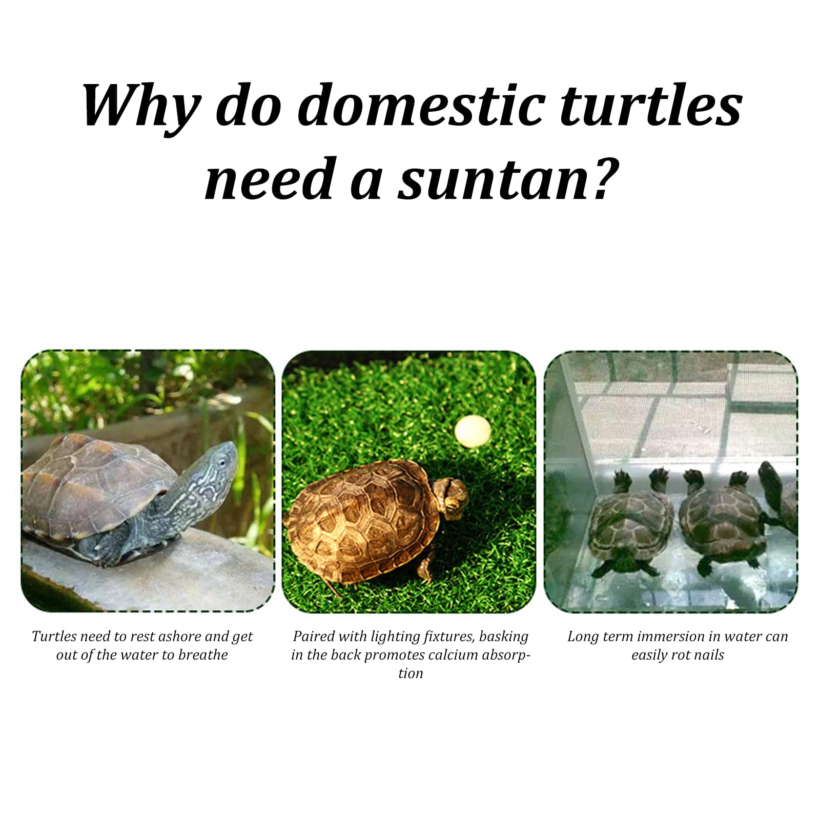Turtle Habitat Plataforma Para Tomar El Sol Para Tortugas Con Ventosa Oso De Hasta 2 Kg Escalera Para Subir Tortugas De Resina Terraza De Descanso Accesorios Para Tanque De Tortugas Para Rana Reptil