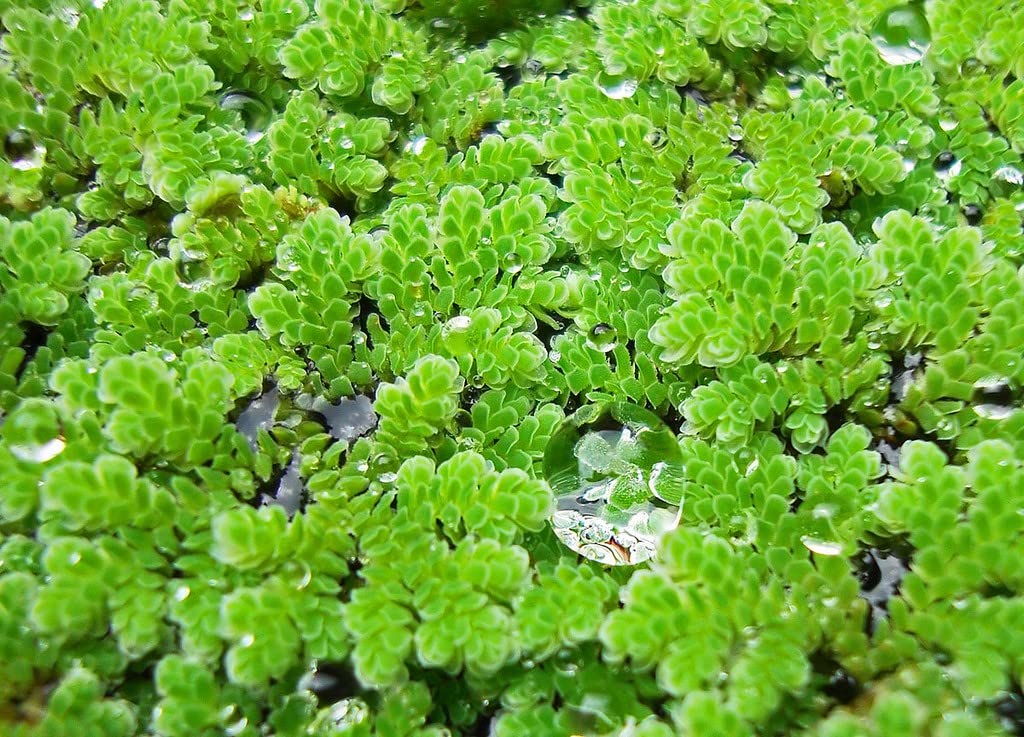 OhhSome Azollas Caroliniana, Asola,(Carolina Mosquitofern) 250 Live Plant | Plants For Feeding And Cultivation Floating (Pack 6) (Healthy Live Plant) (B09SDD5N63) Amazon Price History, Amazon Price Tracker
