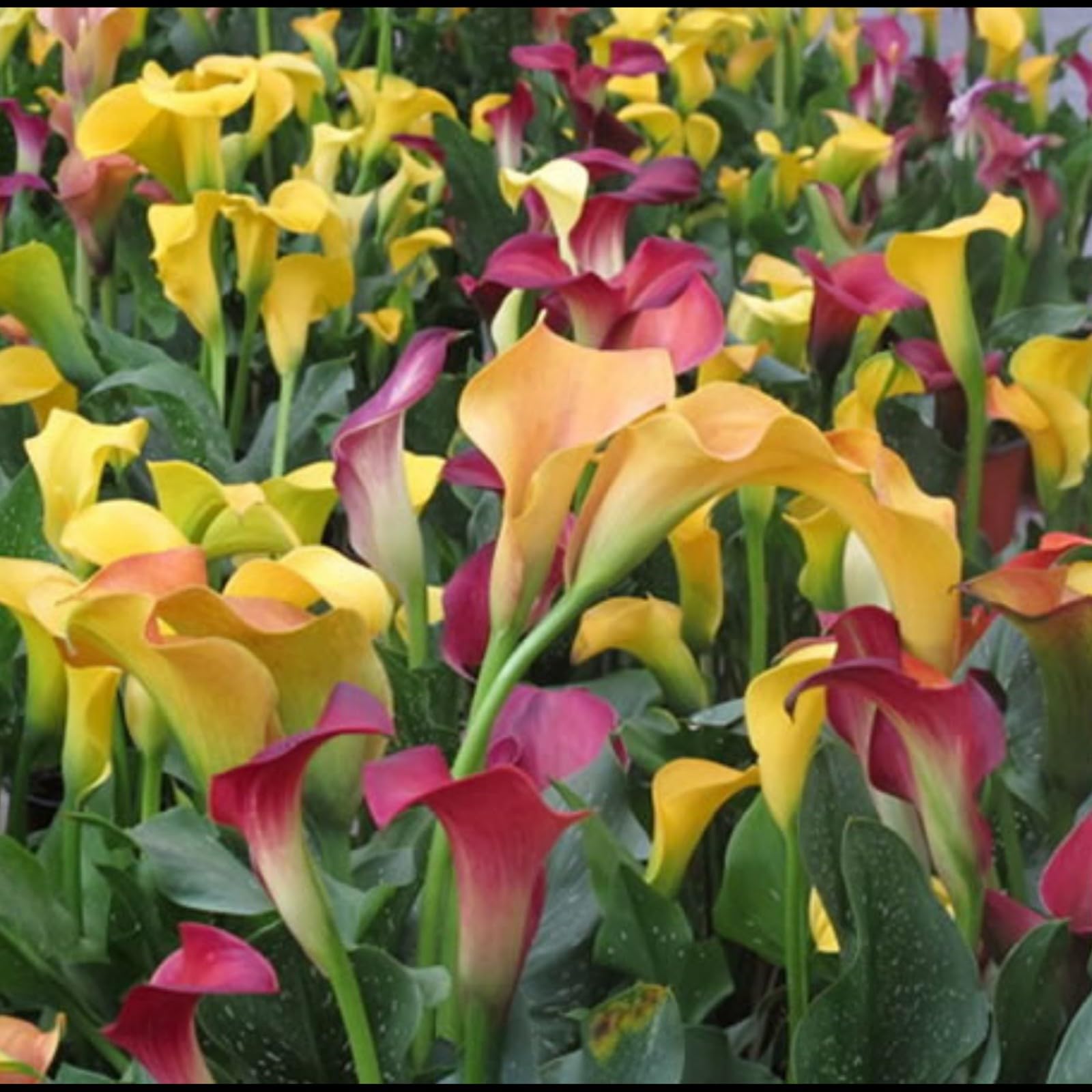 Calla Lily Bulbs,Garden Flowers,Calla Lily Bulbs for Planting Now UK,Plant Bulbs,Hardy Perennial,Wedding Flowers,Cut Flowers,Strong Plants That Grow Well-10bulbs-J