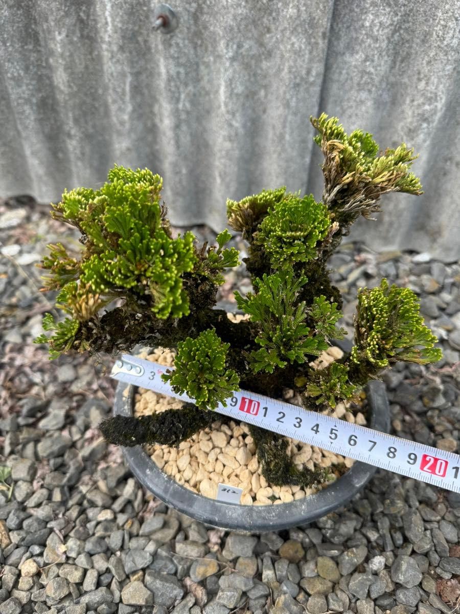 ❶ イワヒバ ( 岩松 ） 首長最上株物 １３株７新株 最高品 超激安 ➀ イワヒバ ( 岩松 ） 首長最上株物 13株7新株 最高品 超激安 ➀