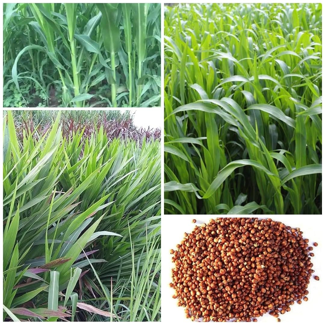 Bajra Napier Hybrid Grass Seeds, Multi Cut Grass for Goat, Cow, Buffalo, Sheep, Poultry, Rabbit, 250g Pack