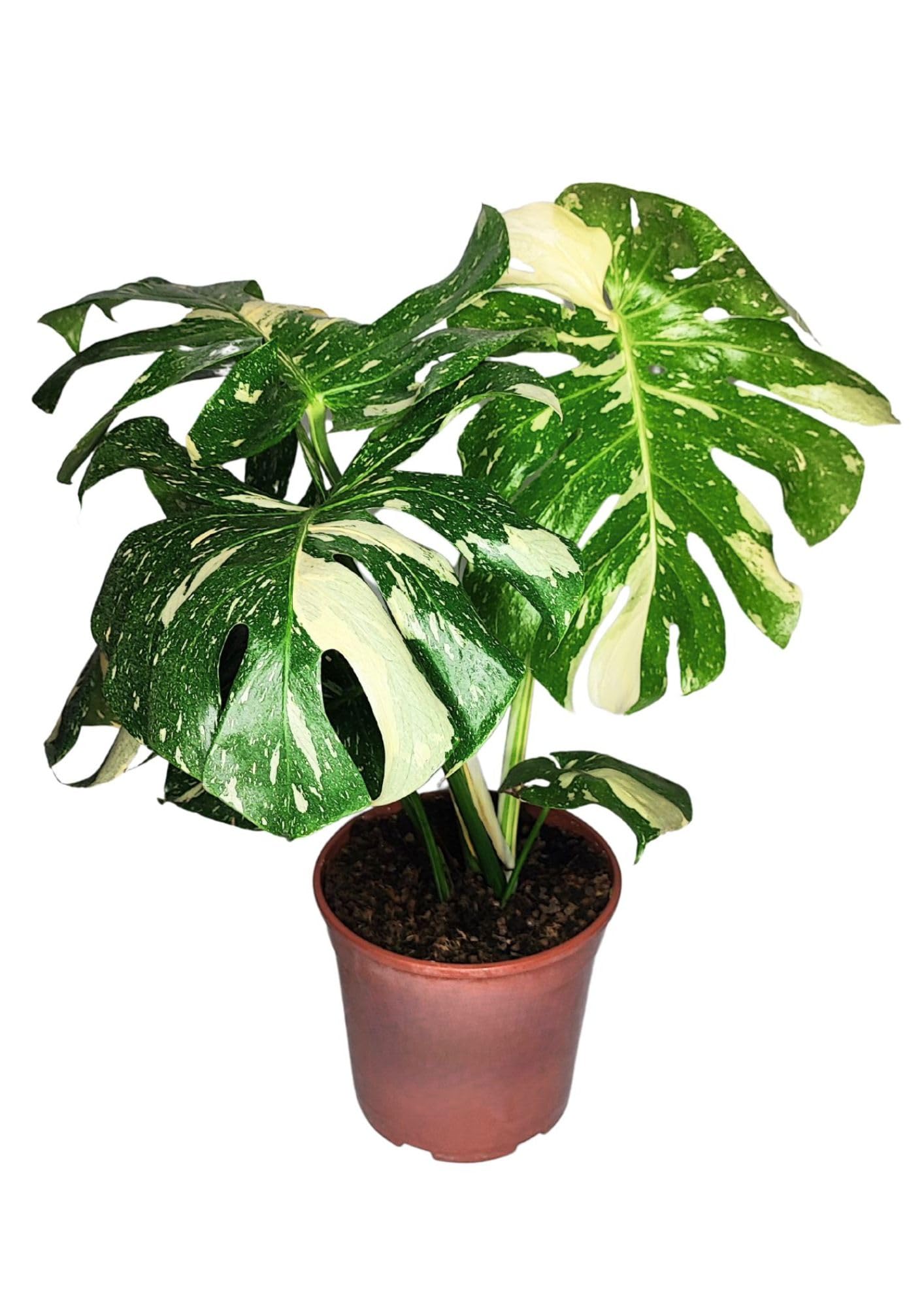 I GIARDINI DI GIULIA - Monstera Thai Constellation | Pianta rara ed esotica | Foglie variegate uniche | Vaso diametro 19 cm | Facile cura e longevità, Verde con parti bianche, Pianta da collezione