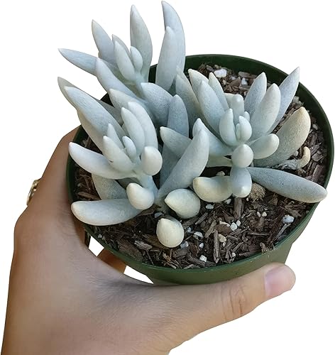 Miniatura 2 de Senecio haworthii - Planta de capullo blanco en polvo (2 pulgadas)  Plantas suculentas vivas, plantas suculentas totalmente enraizadas, planta de