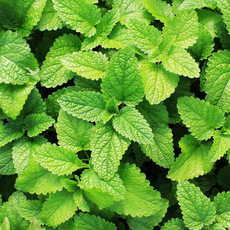 Spearmint Plants Live Indoors Outdoors, Mint Plant Seeds, Herb Plants Live in Pot, Fresh Herb Mint Plant, Fresh Mint Plant, Potted Mint