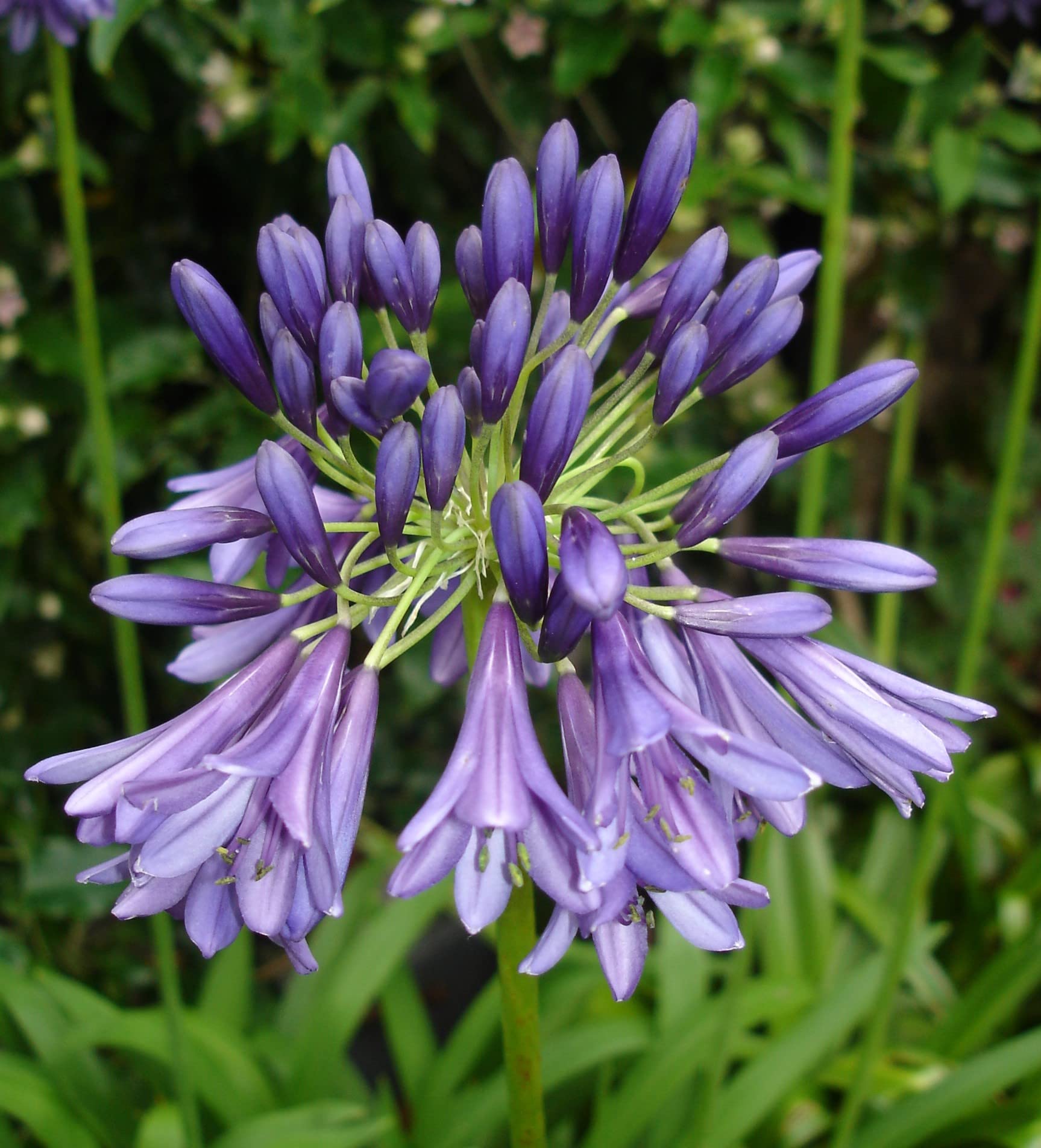 Agapanthus 'Purple Heart' Evergreen Plant in 2 Litre Pot