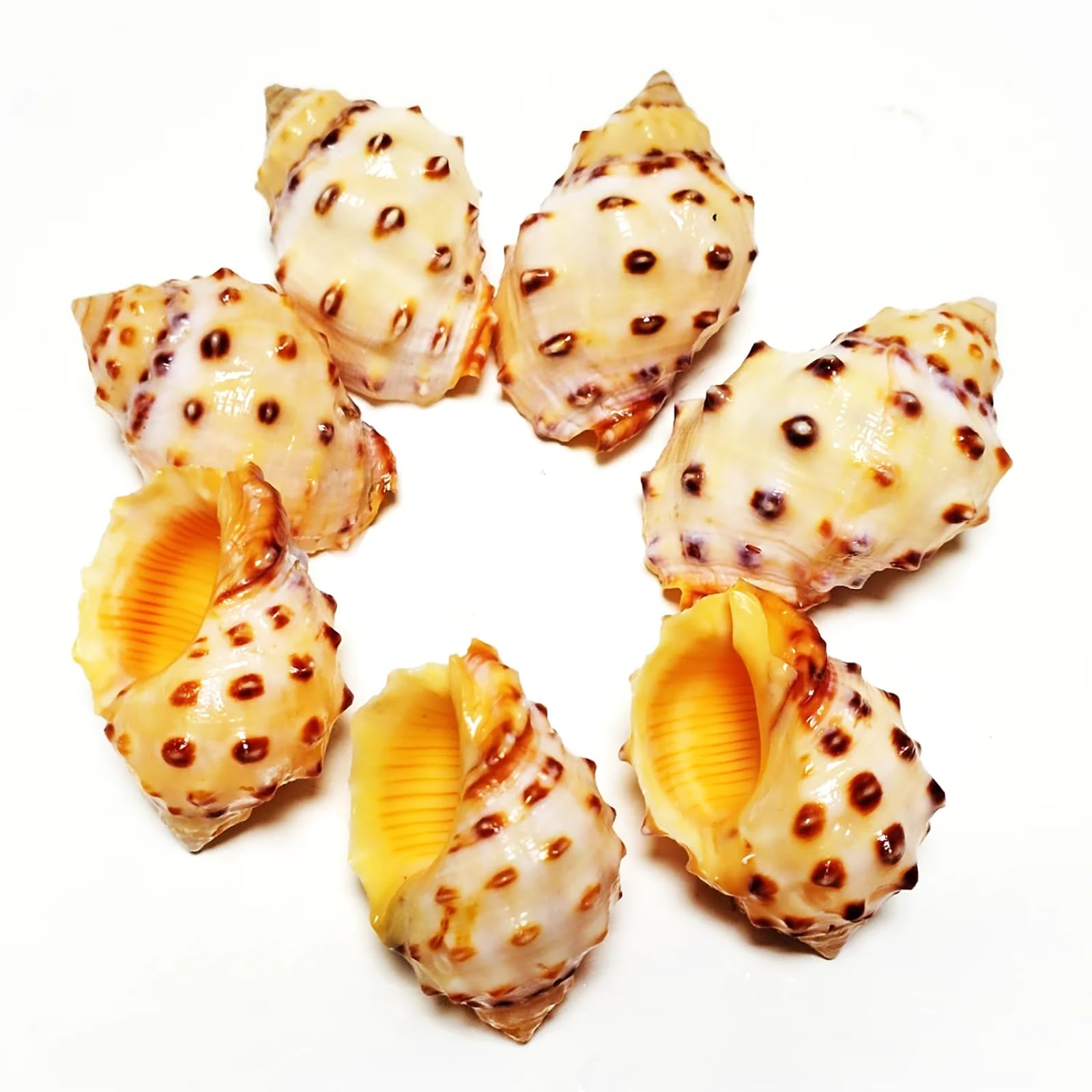 Conchiglie per decorazione, 5 pezzi, 3-4 cm, gialle, Thais Bronni, lumaca naturale, acquario, decorazione paesaggistica, esemplare, artigianato per decorazioni nautiche