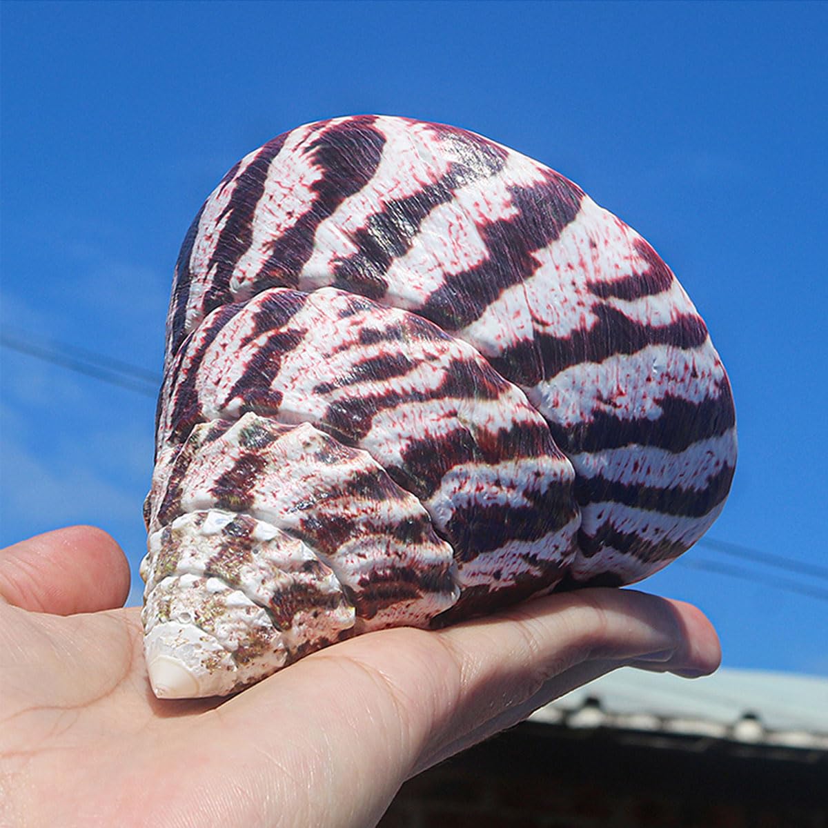 Caracol Herradura de Perla Natural for decoración de Bodas, Fiestas de Playa, pecera, Adorno, artesanía de colección(10cm)