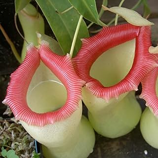50Pcs Nepenthes Seeds Decorative Tropical with Pouch Carnivorous Plants Seeds for Home - White Nepenthes Seeds - Flower Seeds Vegetable Seeds Fruit Seeds Garden Plant Seeds