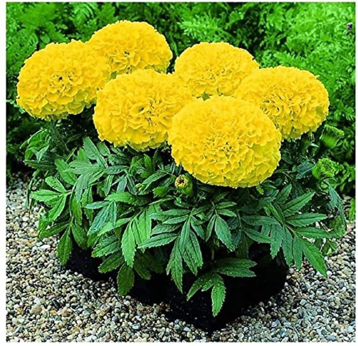 SRI SAI FORESTRY Dwarf Marigold Flower Seeds (Lemon Yellow Mix Color, 100 Seeds) For Home Garden, Terrace, Balcony, Home Decoration (B09J1G2Y21) Amazon Price History, Amazon Price Tracker