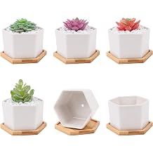 6 PCS Succulent Pot Cactus Containers White Ceramic Planter with Drainage Hole and Removable Tray Small Plant Pots for Home Office Decor Bonsai Container for Indoor Outdoor Plants Hexagonal