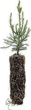 Giant Sequoia | Medium Tree Seedling | The Jonsteen Company