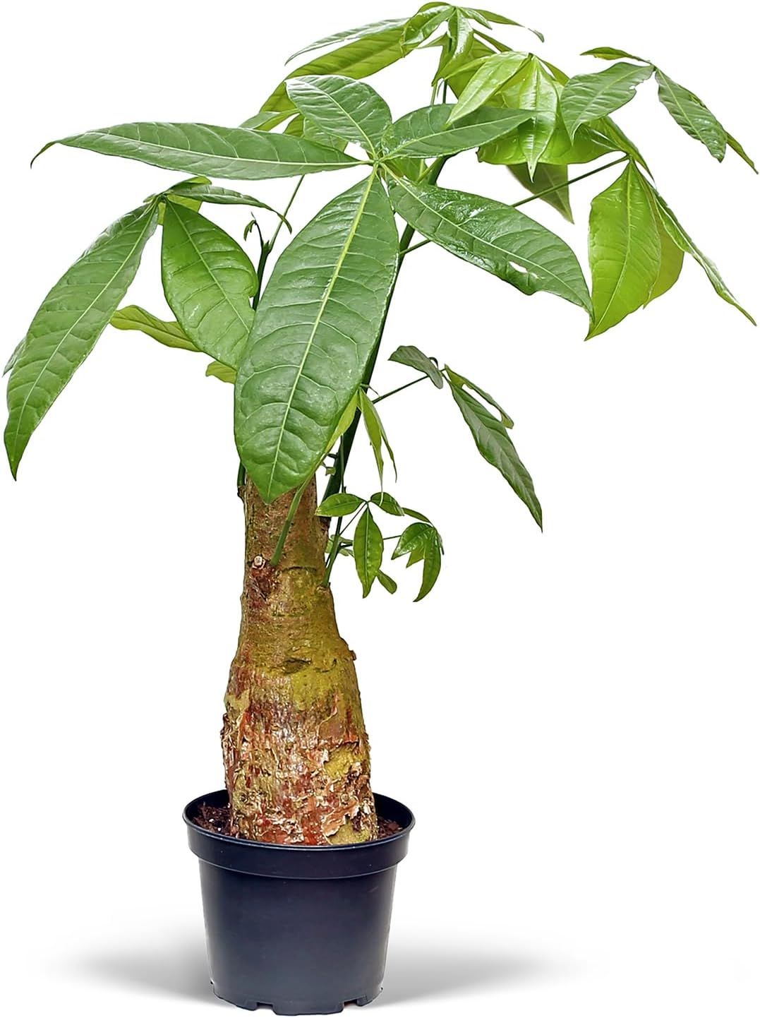 Amazon.com : Live Money Tree, Giant Pachira Aquatica, Good Luck Tree ...