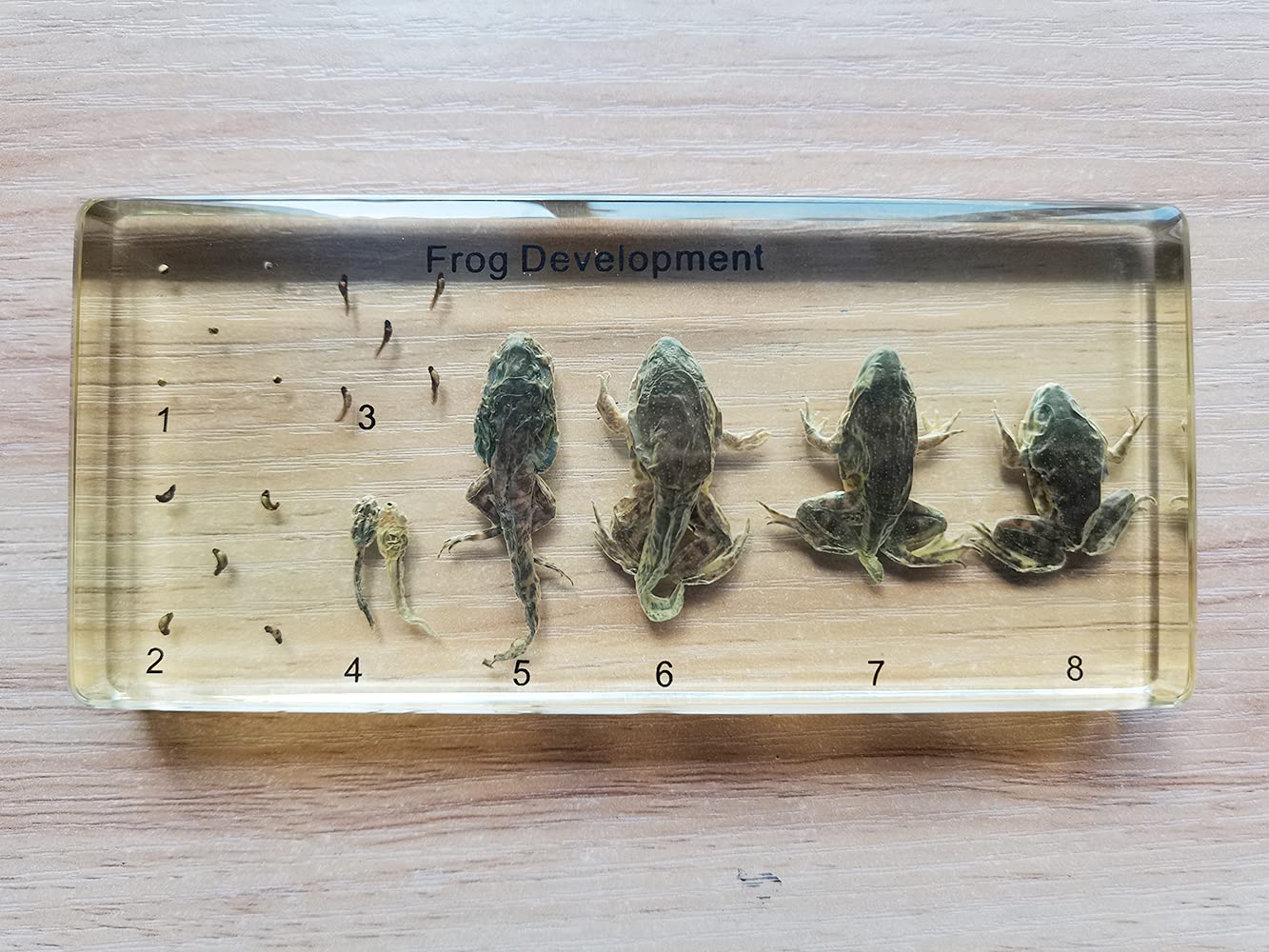 Real Frog Lifecycle Specimens in Resin Paperweight Crafts, Animal Taxidermy Collection for Science Education & Desk Ornament (Frog Lifecycle)