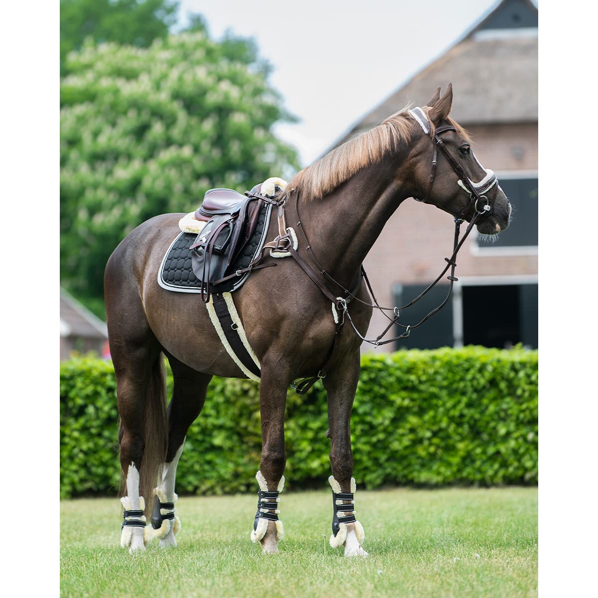 QHP Collier de Chasse Ontario - Marron - Cheval