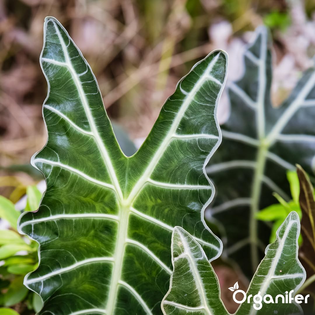 Fertilizante Líquido Para Alocasia - 4x1L - NPK 2-1-8 | Fertilizante Para Hojas Abundantes Y Tallos Fuertes - Favorece Raíces Y Vitalidad - Organifer