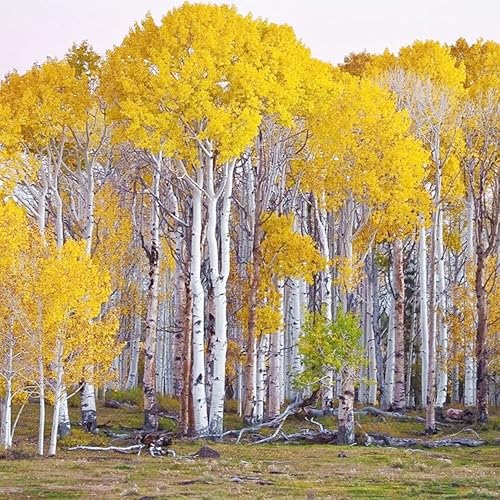 Semillas de abedul de papel blanco (Betula papyrifera) Más de 50 semillas de abedul de canoa Impresionante árbol de color otoñal Resistente de