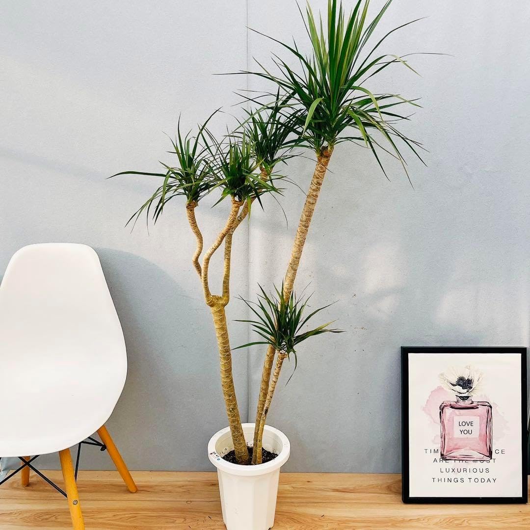 現品　ドラセナ　コンシンネ　ホワイボリー　1番　観葉植物　インテリアグリーン 現品 ドラセナ コンシンネ ホワイボリー 1番 観葉植物 インテリア