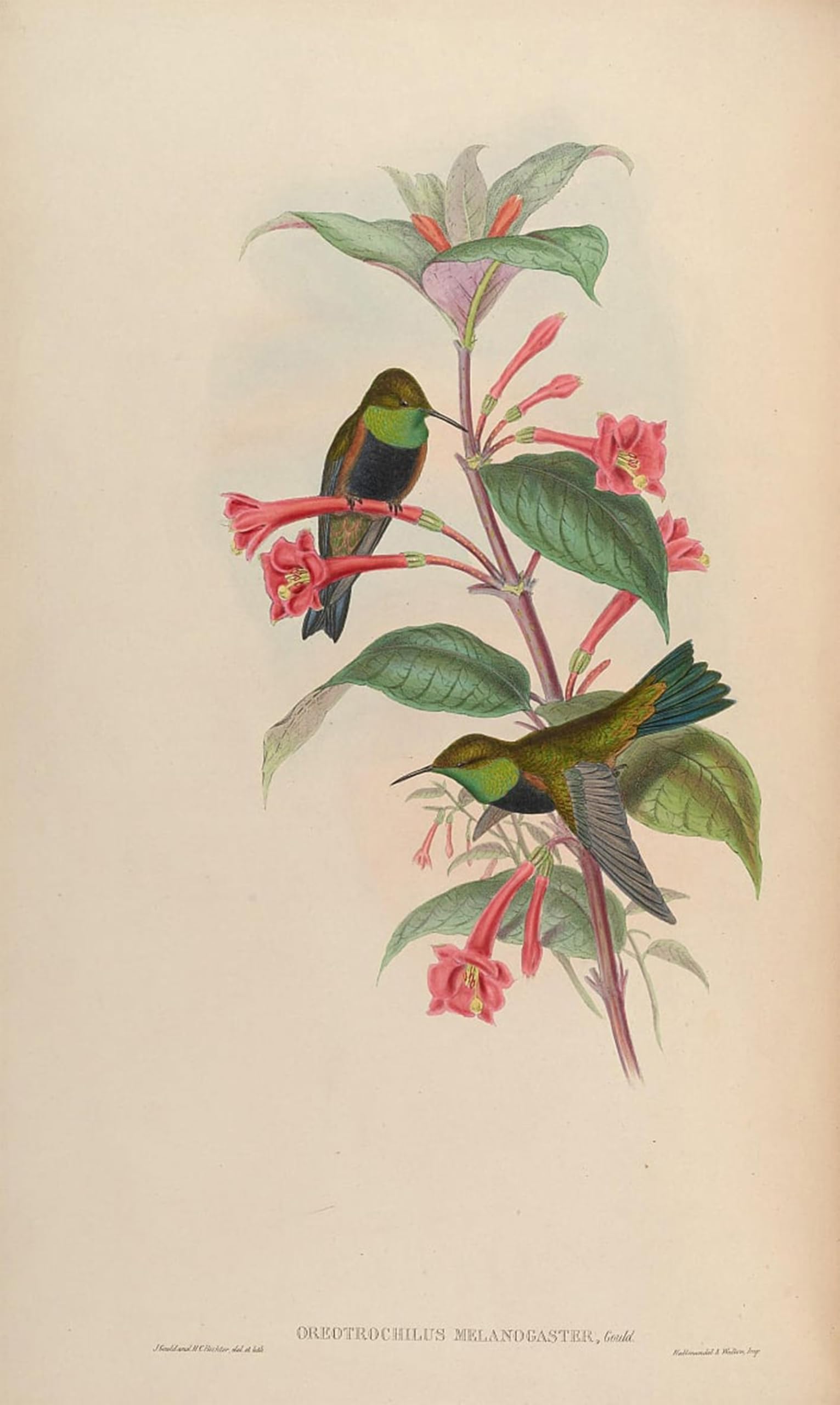 ARTXLXXBN Famous Art Print Poster Vintage Wall Art Animal Bird Oreotrochilus Melanogaster by John Gould Canvas Art Poster for Home Decor 60x90cm