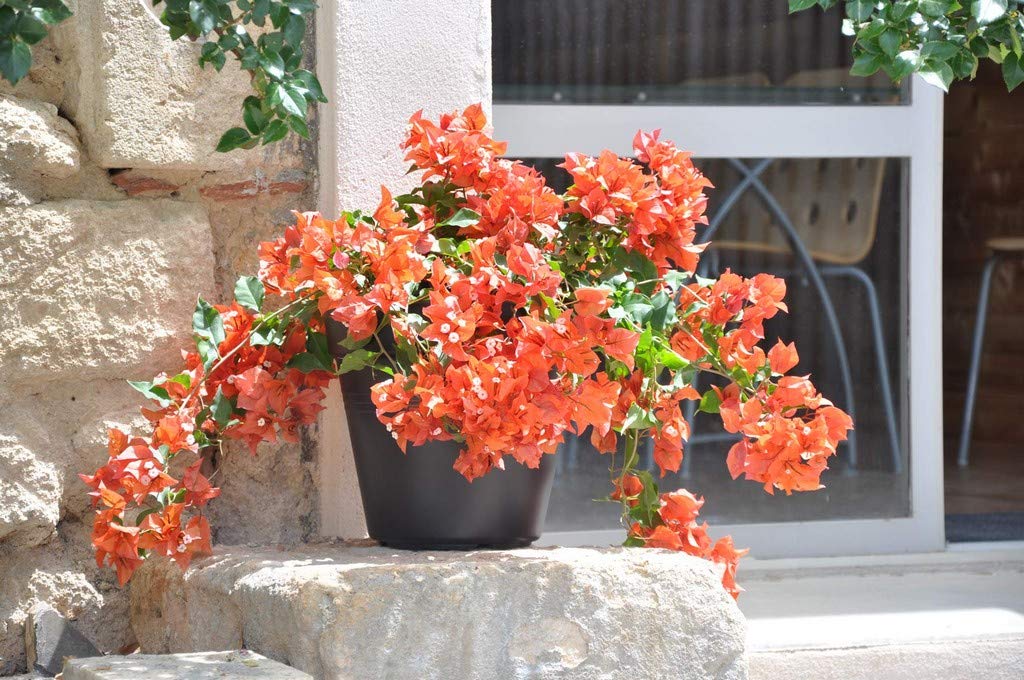 See full amazon price history chart for Creative Farmer Exotic Live Plant Bougainvillea/Boganvilla Point Rare Orange Climbing Pot Suitable Balcony Garden Plant(1 Healthy Live Plant) (PLANT-39-OBOGAN6ll@) Creative Farmer Exotic Live Plant Bougainvillea/Boganvilla Point Rare Orange Climbing Pot Suitable Balcony Garden Plant(1 Healthy Live Plant) (PLANT-39-OBOGAN6ll@) (B08P5R6NYZ) Amazon Price History, Amazon Price Tracker