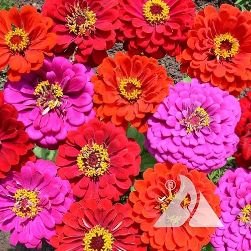 Outsidepride Mezcla anual de flores cortadas de jardín de Zinnia Elegans Merlot tolerante al calor y la sequía, 1000 semillas