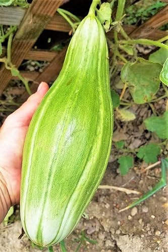 TomorrowSeeds - Semillas de melón de plátano - Paquete de 30 unidades - para 2023 pulpa naranja oblonga casaba de piel amarilla Casaba dulce