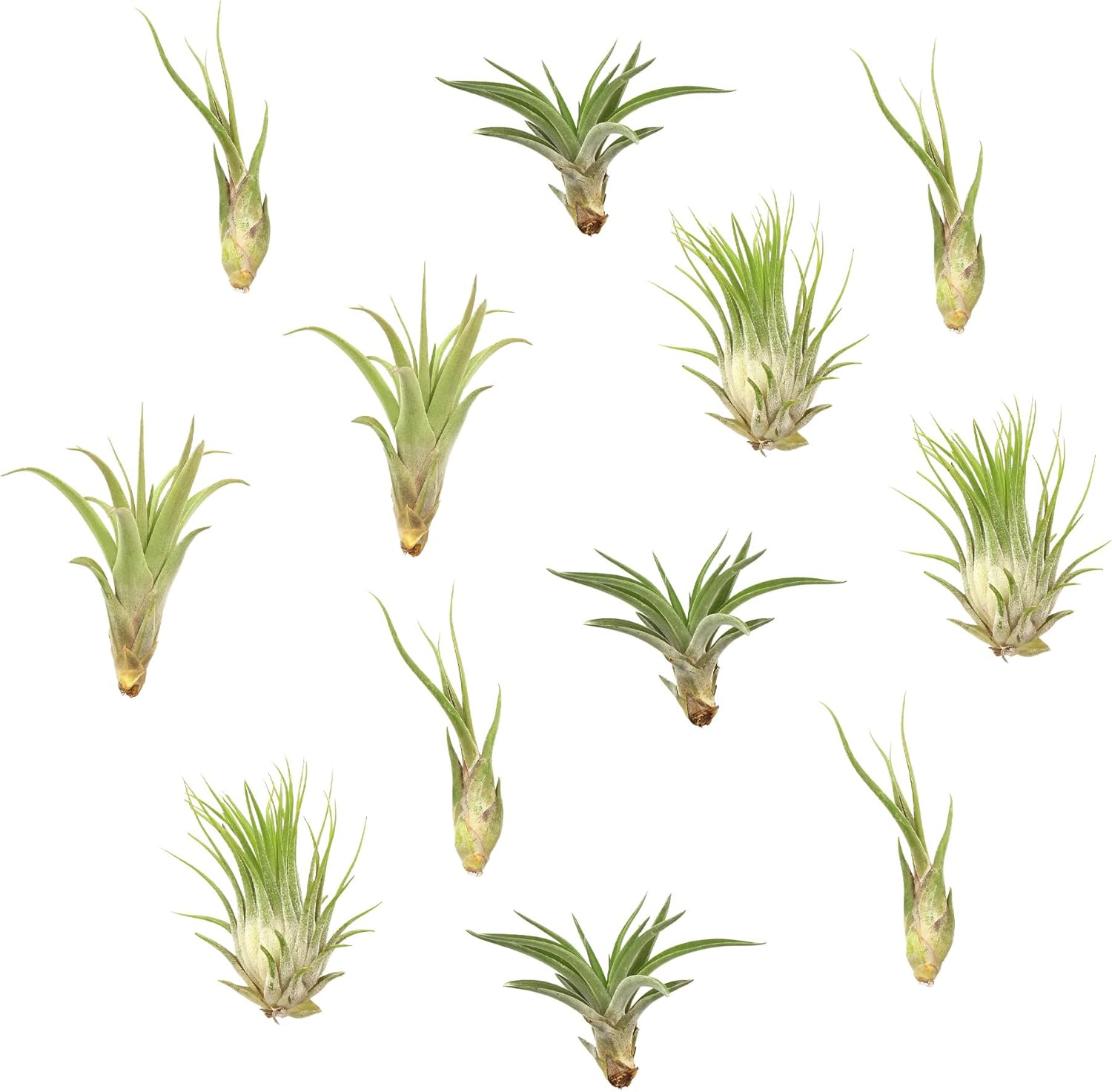 NW Wholesaler - 12 Pack Medium Assorted Live Tillandsia Ionantha Air Plants, 2-4" Each - Wholesale Live Indoor House Plants for Terrariums, Shop Rainforest Guatemala Air Plants in Bulk