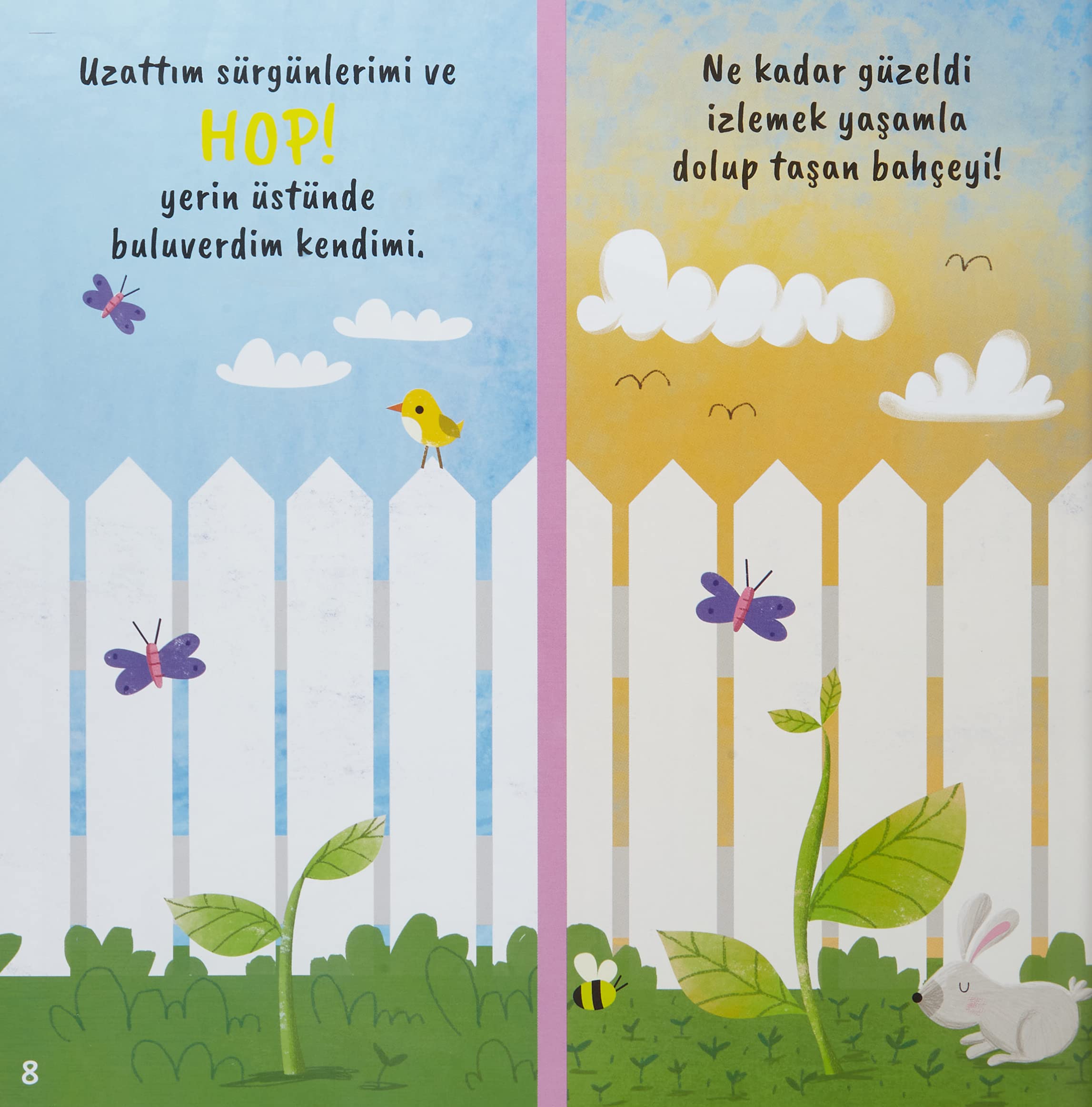 Kücük Aycicegi