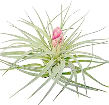 H*S様 Tillandsia ‘Mother's Day' T'S TROPI 71Lam7N04hL._UF350,350_QL50_.jpg