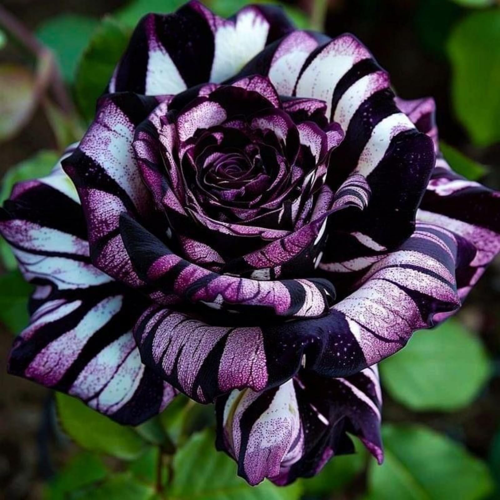 Premium Rose Bulbs Simple to Grow – Perfect for Gardens, Cut Flowers & Enchanting Displays Winter Hardy Rose Bulbs-2 Bulbs-I