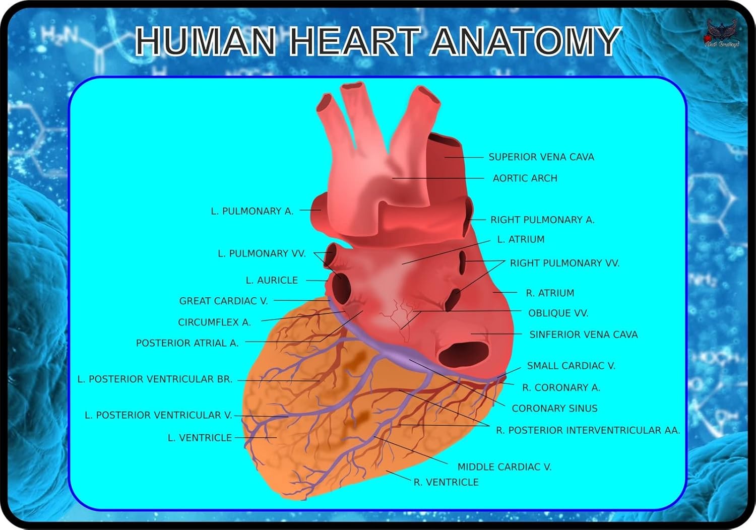amazon-human-heart-anatomy-j5182-a0-poster-on-photo-paper-glossy