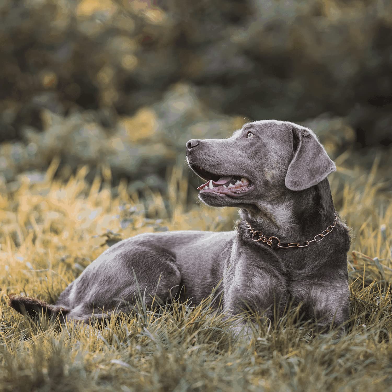 Herm Sprenger Curogan Collier de dressage professionnel hypoallergénique sans nickel pour chiens de taille moyenne et grande fabriqué en Allemagne 60 cm