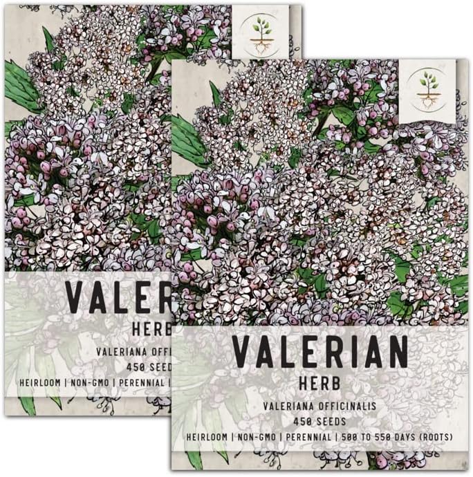Seed Needs, Common Valerian Herb Seeds for Planting (Valeriana officinalis) Heirloom, Non-GMO & Untreated (900 Seeds)