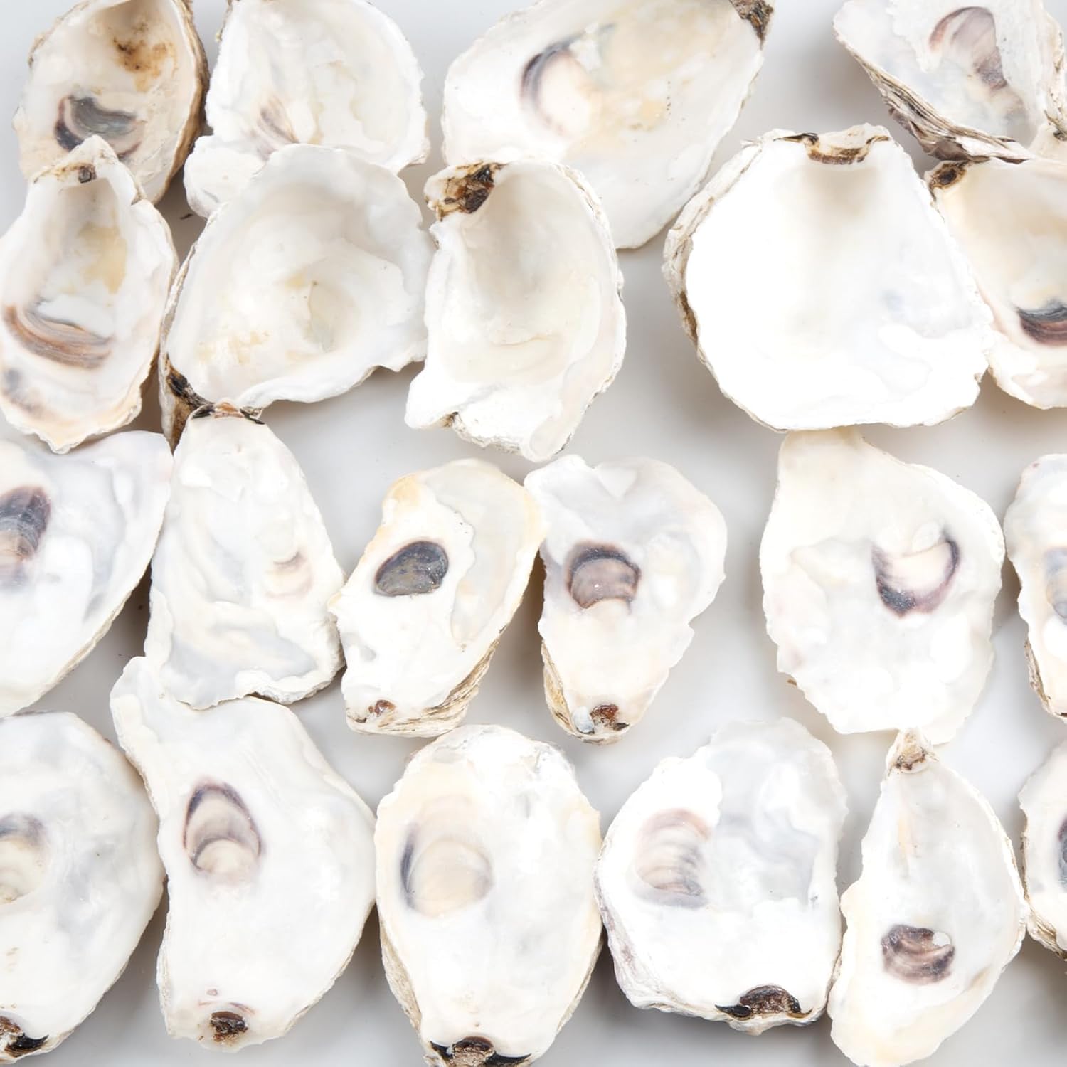 QEQEKAKA 30PCS Oyster Shells Flat & Concave 4"-5" Large Oyster Shells for Crafts Natural Oyster Shells Bulk, for Home Vase Filler, Xmas Ornaments, DIY Arts and Crafts Sea Shells