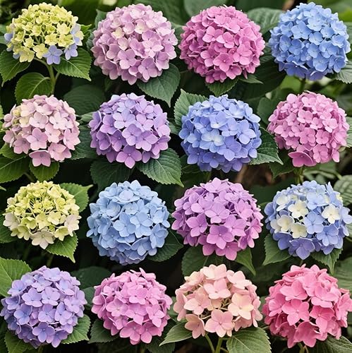 Miniatura 1 de Más de 100 semillas de hortensias mixtas para plantar hortensias macrophylla hortensia gigante de bola de nieve arbusto de crecimiento rápido,