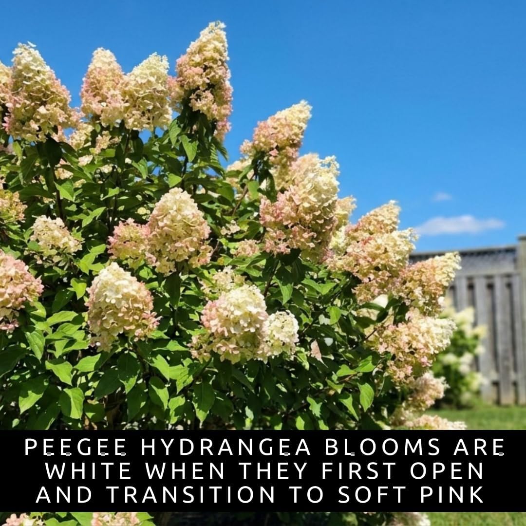 Pee Gee Hydrangea Live Plants – Hydrangea Paniculata ‘Grandiflora’ – Large Pink & White Cone-Shaped Blooms – Hardy Flowering Landscape Shrub – Live Garden Plant (3 Plants)