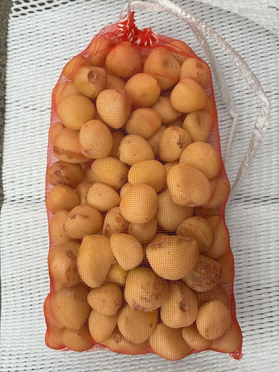 L〜SSサイズ混合キズ 無臭ニンニク種・球根 3kg(100粒以上)その⑨