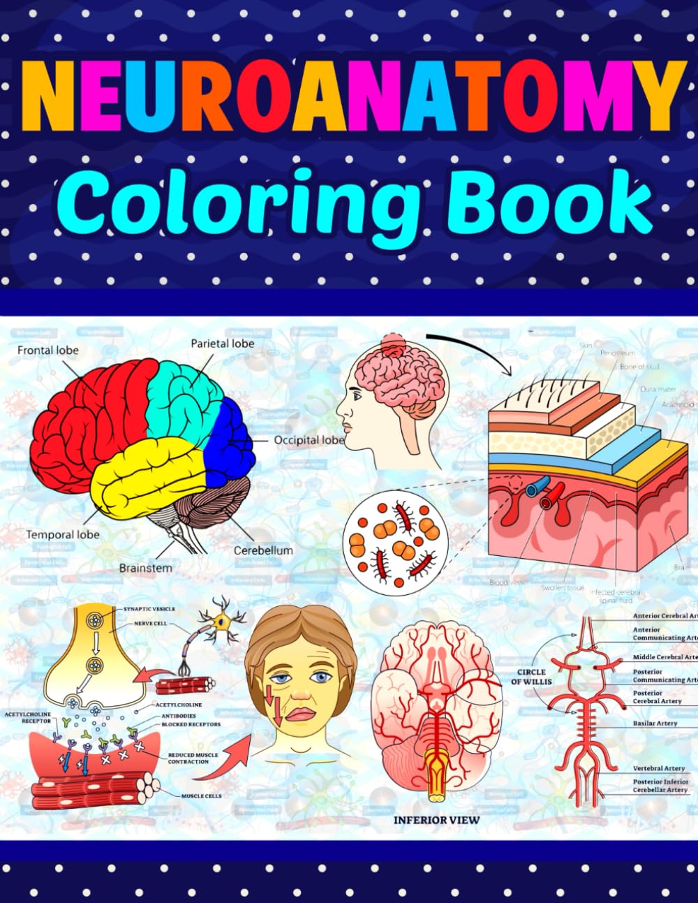 Neuroanatomy Coloring Book: This Will Be Very Good For Neuroanatomy Education...